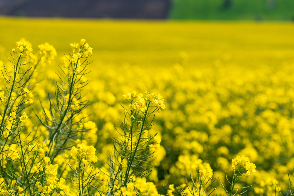 Campo extenso de canola florescendo em amarelo vibrante sob céu azul no Rio Grande do Sul.