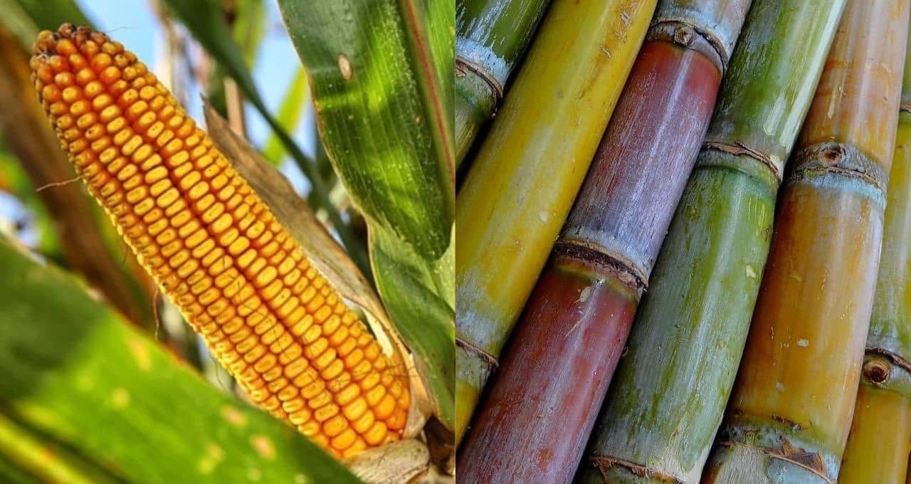 etanol de cana e milho em usina de biocombustíveis no Brasil